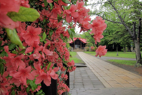 御傘山神社のツツジ　２