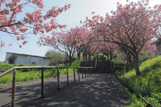 番外編（桜めぐり 2012　天沢小学校）