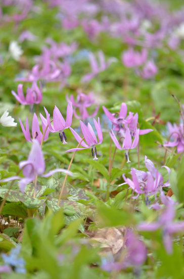 D70_9725[1]