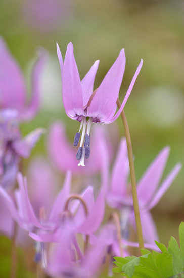カタクリの花　２