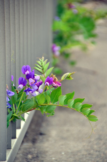 D70_1767[1]
