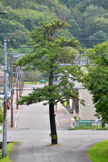 D70_3338[1]