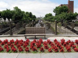 らん蘭橋の花