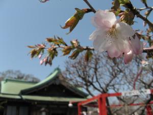 桜めぐり（室蘭八幡宮）