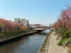 桜めぐり（知利別川）