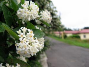 天沢小学校近辺の風景