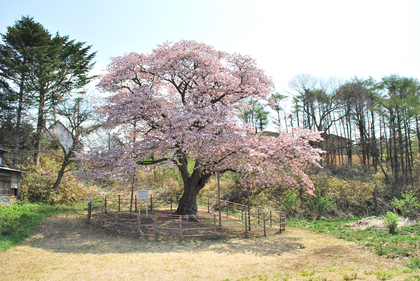 桜めぐり　2009（幌萌町の大桜）