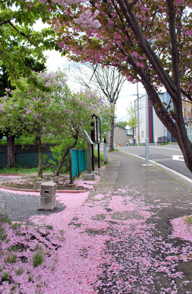 桜めぐり　2009　（海岸町3丁目公園）