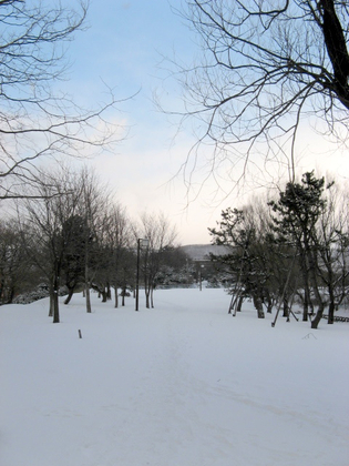 最近の散歩 （中島公園編）