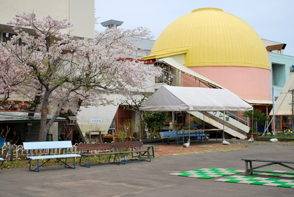 桜めぐり　2010（青少年科学館）