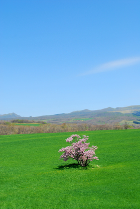 桜めぐり　2010（石川町の一本桜）