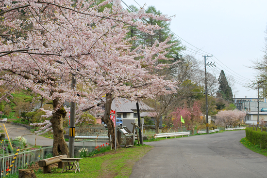 番外編　桜めぐり　2010（本輪西町桜沢）