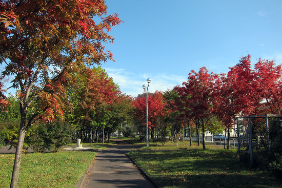 入江臨海公園の紅葉