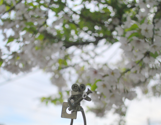 桜の下でギターを弾くボルタ