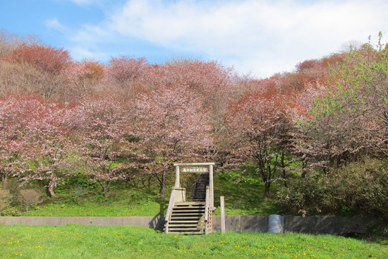 桜めぐり　2011　（茶津山）