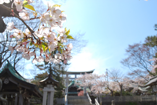 桜めぐり　2011　（室蘭八幡宮）