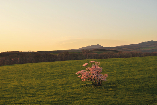 桜めぐり　2011　（石川町の一本桜）