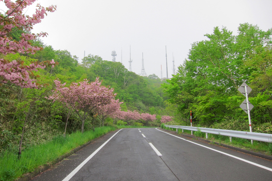 番外編 （桜めぐり 2011　測量山 桜ロード）