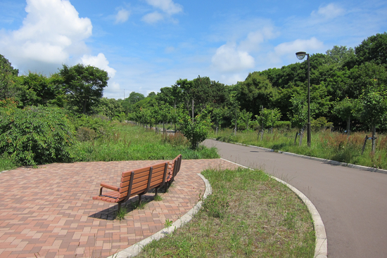 白鳥台北公園のスイレン