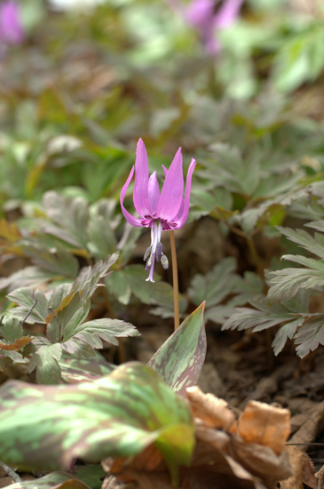 カタクリの花