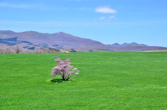 桜めぐり　2012 （石川町の一本桜）