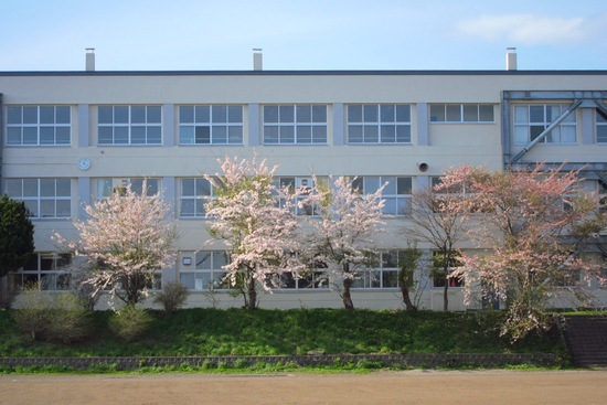 桜めぐり　2012 （東明中学校）