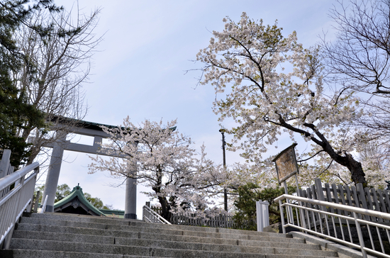 桜めぐり　2012 （室蘭八幡宮）