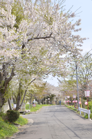 桜めぐり　2012 （母恋富士下の桜並木）