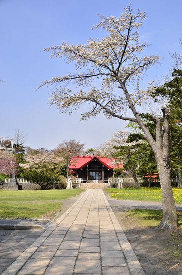 桜めぐり　2012 （御傘山神社）