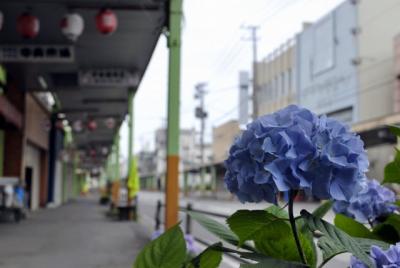中央町の紫陽花
