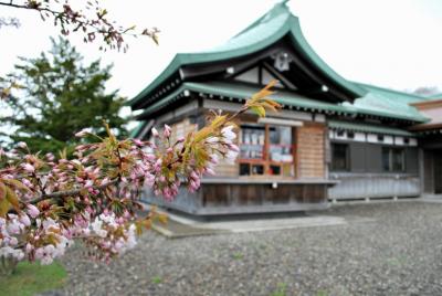 番外編　桜めぐり2008 （室蘭八幡宮）