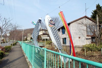 鯉のぼり　2009