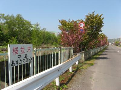 番外編　桜めぐり2008 （中島町）