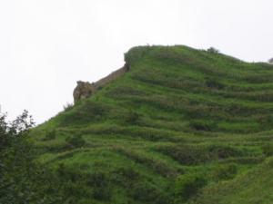 さる山