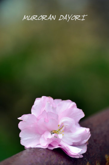 D70_5595[1]