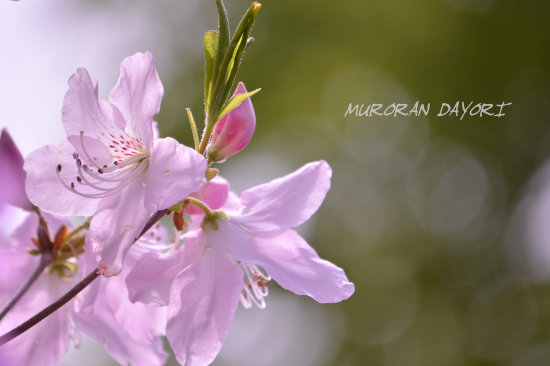 D70_5909[1]