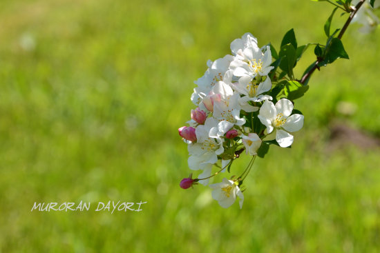 D70_6467[1]