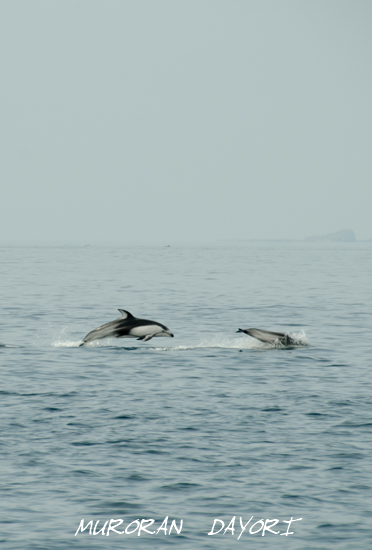 D70_8896
