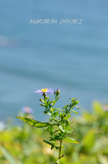 D70_9446[1]