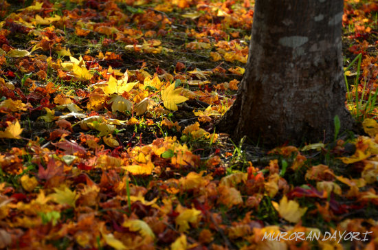 D70_0080[1]