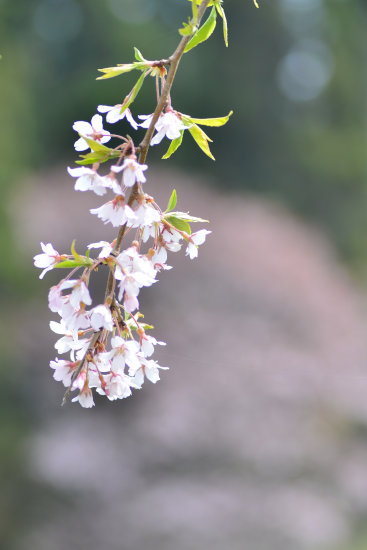 D70_1490[1]