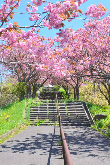 桜めぐり 2015 （天沢小学校）