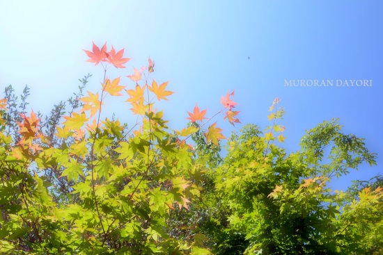 D70_2546[1]