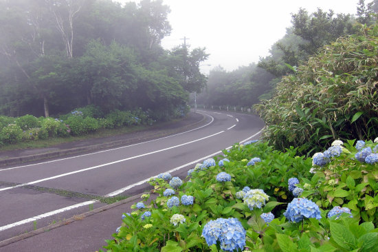 地球岬　紫陽花ロード