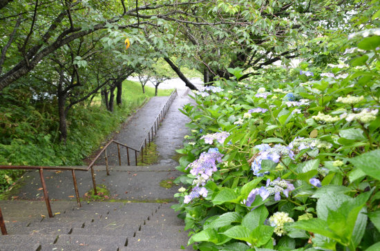 紫陽花のある風景（天沢小学校下の階段）