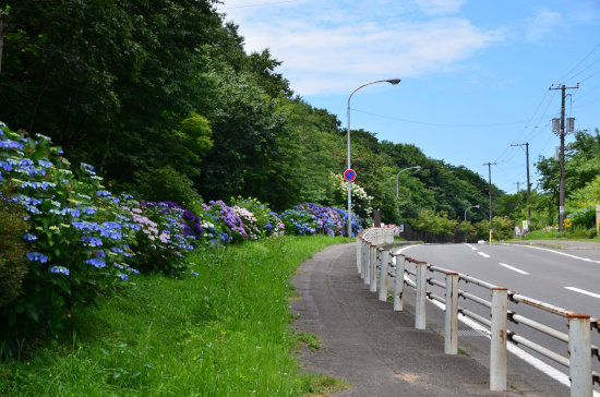 紫陽花のある風景（港南町入口近辺）