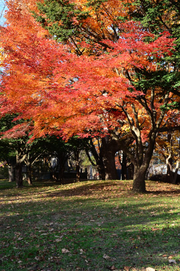 D70_3696[1]