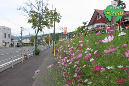 番外編　「御前水町のコスモス　2015」