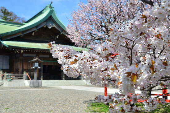 桜めぐり　2016 （室蘭八幡宮）