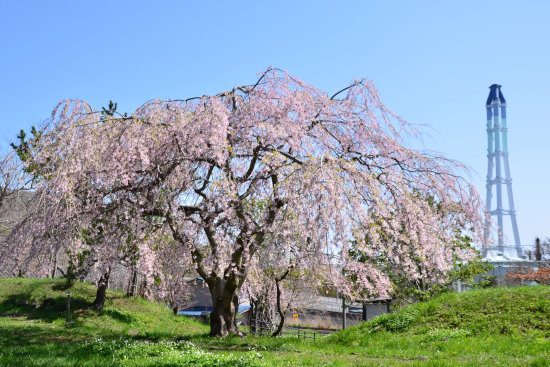D70_4425[1]
